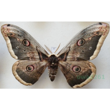 Saturnia pyri (Denis & Schiffermüller, 1775) male Pawica gruszówka ex. ovo Czech 109mm15